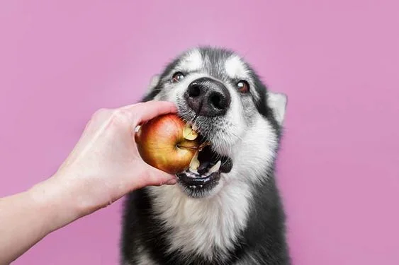 Can Dogs Eat Apples ?