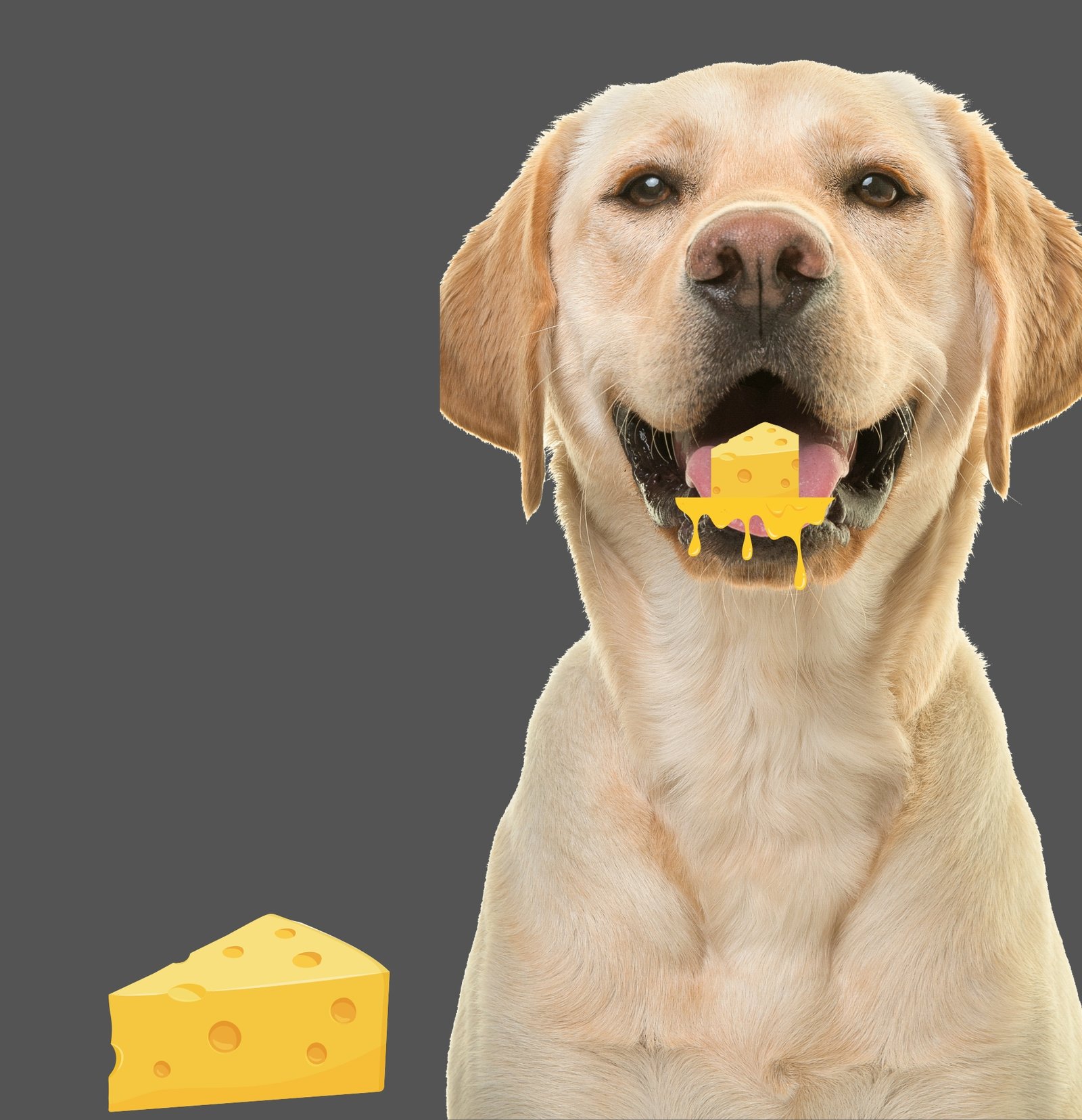 Can Dogs Eat Cheese?