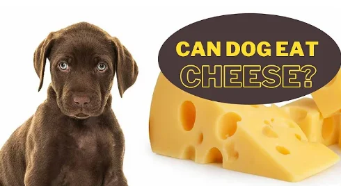 Thumbnail for Can Dog Eats Cheese ? 6 Amazing Facts