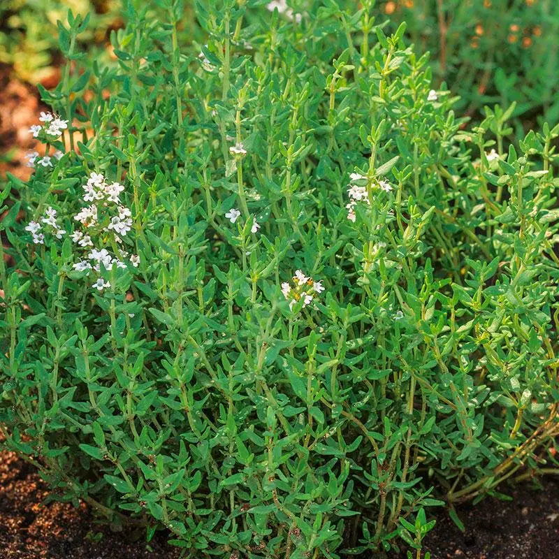 Health Benefits Of thyme 7 Amazing Benefits