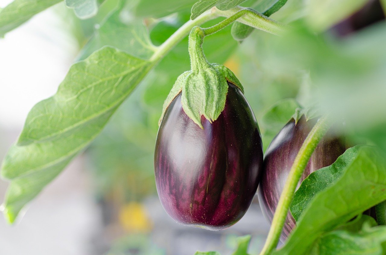 7 Surprising Health Benefits of Eggplants