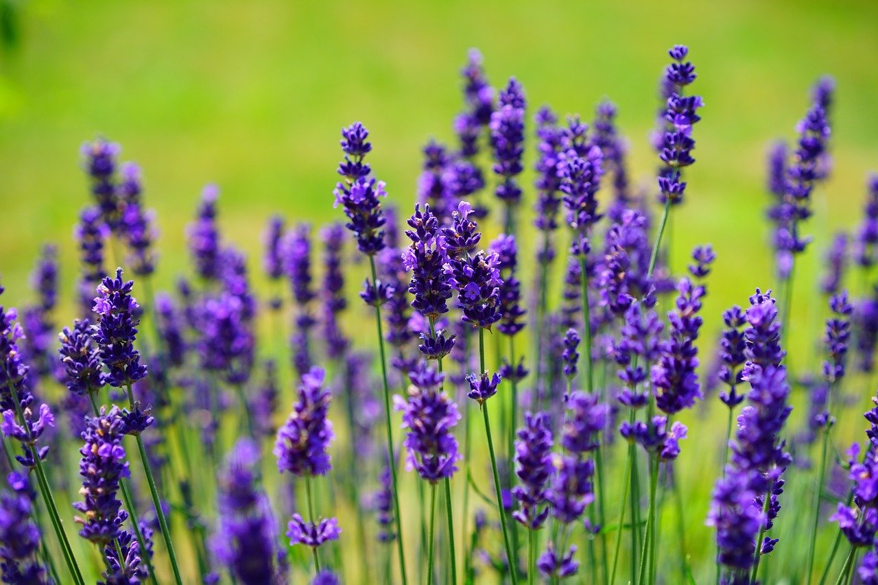 15 Best Herbs For Protection